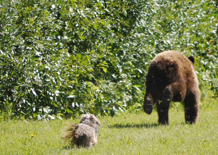 http://1funny.com/wp-content/uploads/2012/01/dog-chasing-bear.jpg