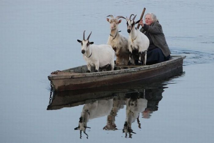 Goat Boat