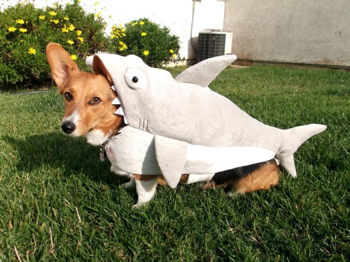 shark-dog.jpg