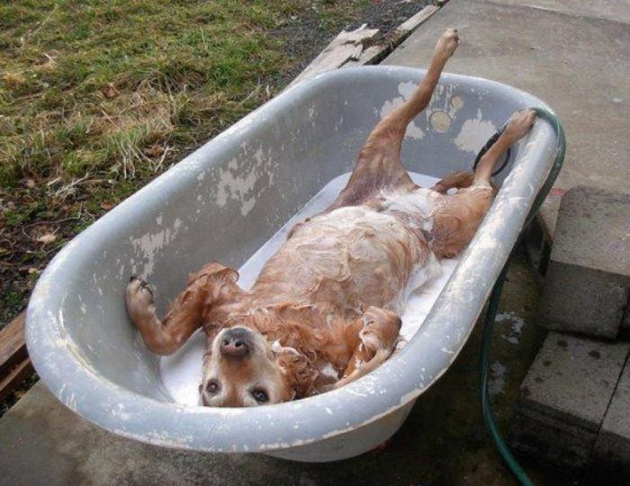 http://1funny.com/wp-content/uploads/2012/02/dog-bath.jpg