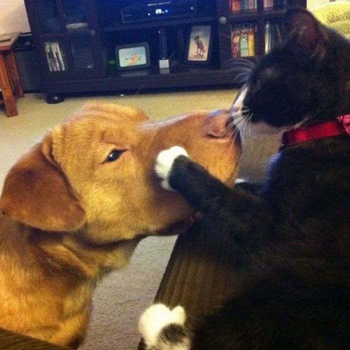 cat-kisses-dog.jpg