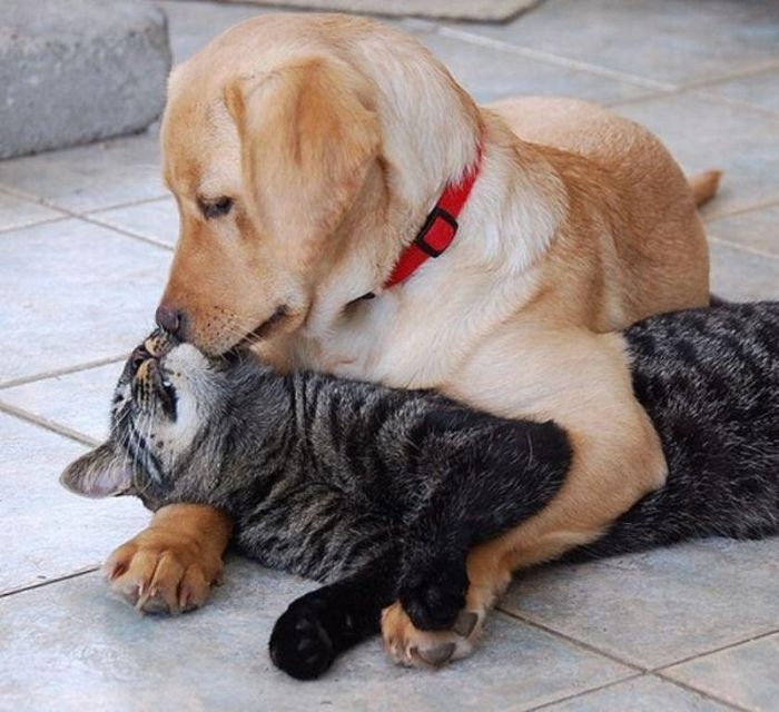 dog-kisses-cat.jpg