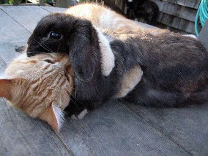 kitten-hugs-bunny.jpg