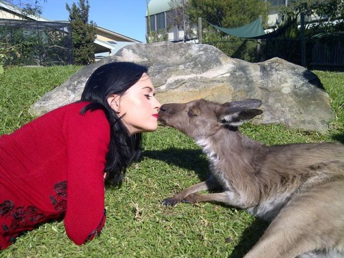 kangaroo-kiss.jpg