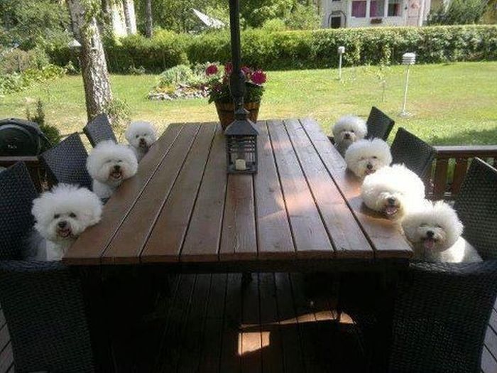 admin Pictures 4 dogs , tables