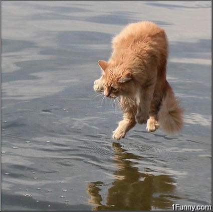 cat-walking-on-water