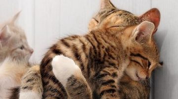 cat_hug