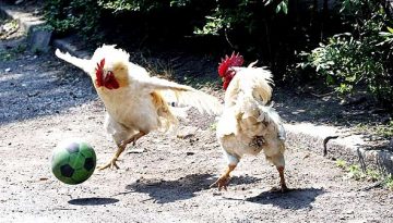 chicken-soccer