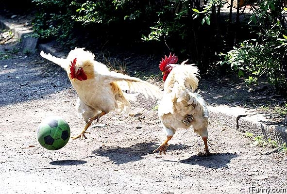 chicken-soccer