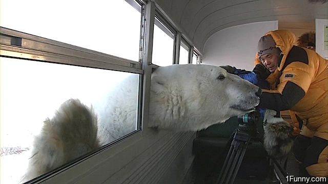 polar-bear-bus
