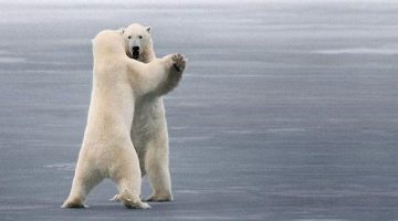 polar-bear-dance