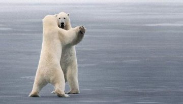 polar-bear-dance