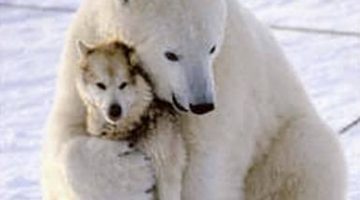 polar-bear-hugging-dog
