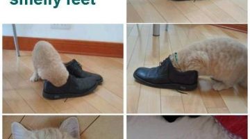 smelly_shoes