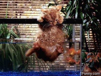 wet_pussy_cats_11