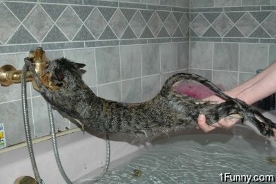 wet_pussy_cats_13