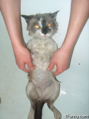wet_pussy_cats_14