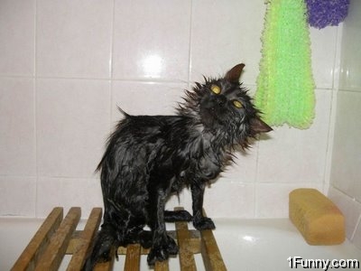 wet_pussy_cats_15