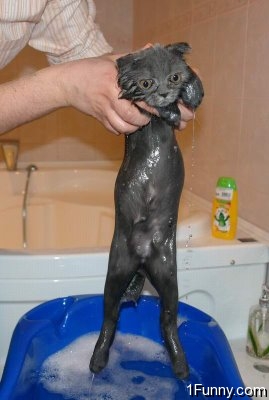 wet_pussy_cats_16