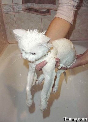wet_pussy_cats_2