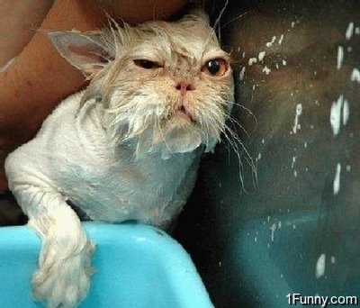 wet_pussy_cats_3