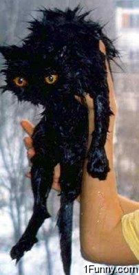 wet_pussy_cats_6