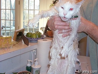 wet_pussy_cats_8