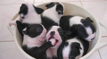 bucket-of-puppies