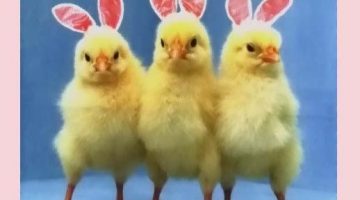 easter-chicks