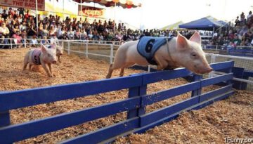 pig-hurdles