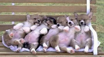 puppies-bench