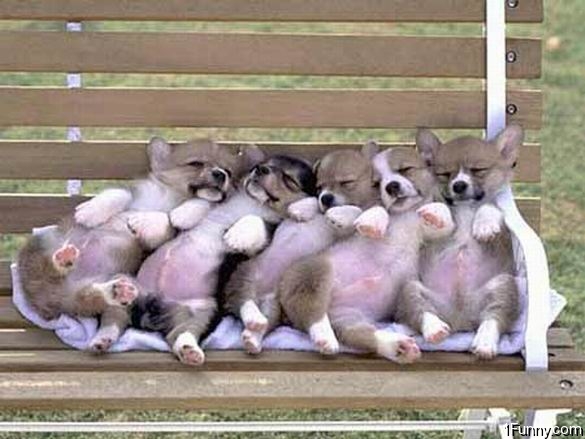 puppies-bench