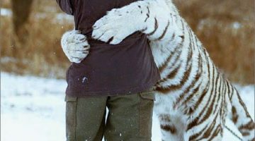 white-tiger-hug