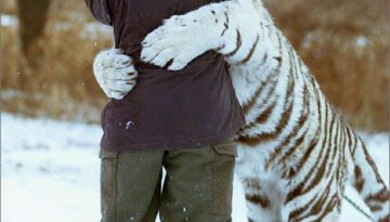 white-tiger-hug