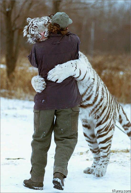 white-tiger-hug