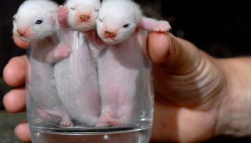 baby-ferrets