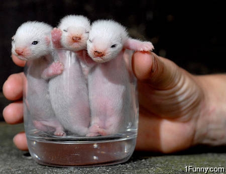 baby-ferrets