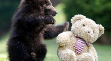 bear-teddy-bear