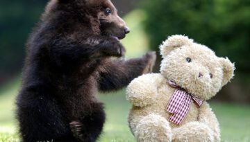 bear-teddy-bear