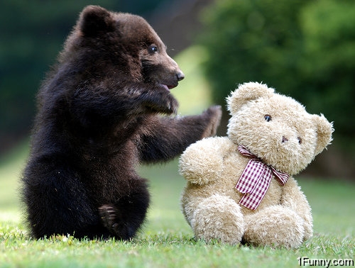 bear-teddy-bear