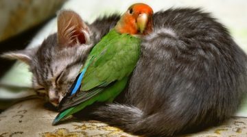 bird-cat-friends