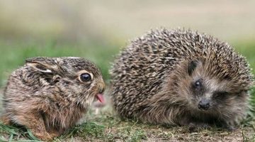 bunny-hedgehog