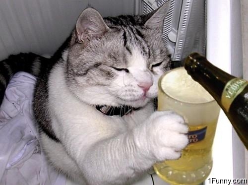 cat-beer