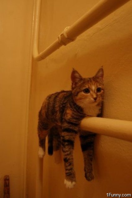 cat-hanging