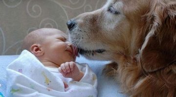 dog-kissing-baby