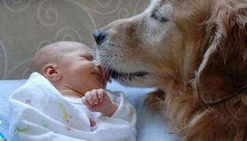 dog-kissing-baby