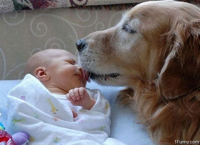 dog-kissing-baby