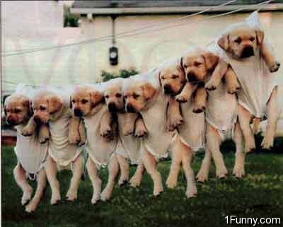 hanging-puppies-2