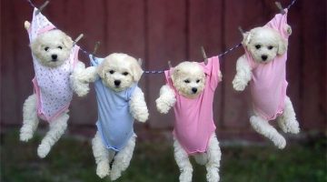 hanging-puppies