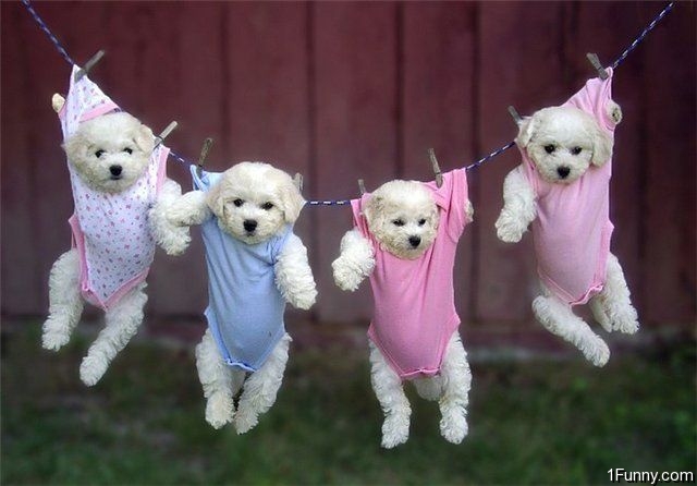 hanging-puppies
